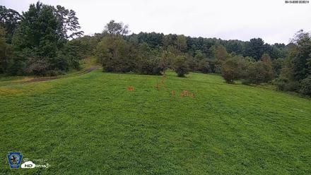 Pennsylvania Elk Live Webcam - Aug 10, 2026, 8:00pm EDT