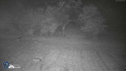 Pennsylvania Elk Live Webcam - Sep 4, 2026, 5:11am EDT