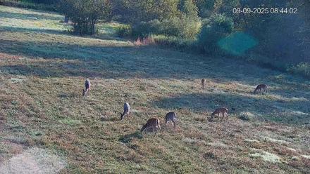 Pennsylvania Elk Live Webcam - Sep 9, 2025, 8:44am EDT