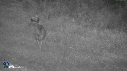 Pennsylvania Elk Live Webcam - Sep 9, 2026, 6:24am EDT