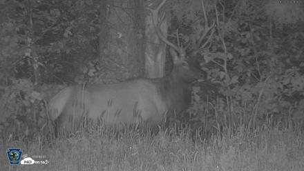 Pennsylvania Elk Live Webcam - Aug 27, 2026, 9:52pm EDT