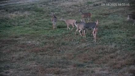 Pennsylvania Elk Live Webcam - Sep 19, 2025, 7:33pm EDT
