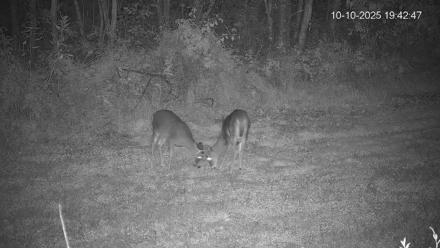 Pennsylvania Elk Live Webcam - Oct 10, 2025, 7:43pm EDT