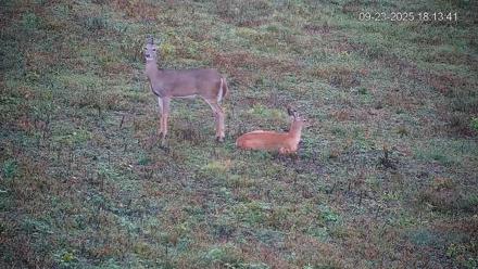 Pennsylvania Elk Live Webcam - Sep 23, 2025, 6:14pm EDT