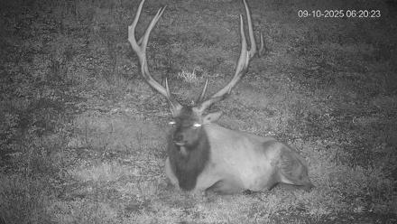 Pennsylvania Elk Live Webcam - Sep 10, 2025, 6:21am EDT