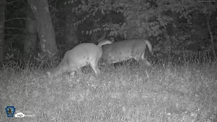 Pennsylvania Elk Live Webcam - Oct 3, 2026, 7:37pm EDT
