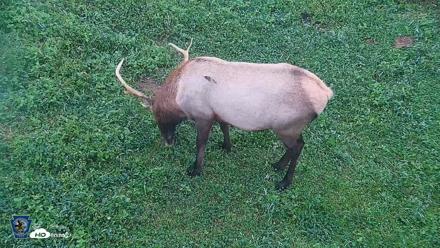 Pennsylvania Elk Live Webcam - Sep 7, 2026, 6:54am EDT