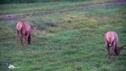 Pennsylvania Elk Live Webcam - Aug 4, 2026, 8:26pm EDT