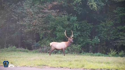Pennsylvania Elk Live Webcam - Sep 9, 2026, 7:03pm EDT