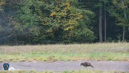 Pennsylvania Elk Live Webcam - Sep 30, 2026, 11:56am EDT