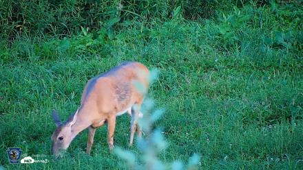 Pennsylvania Elk Live Webcam - Aug 18, 2026, 7:21pm EDT