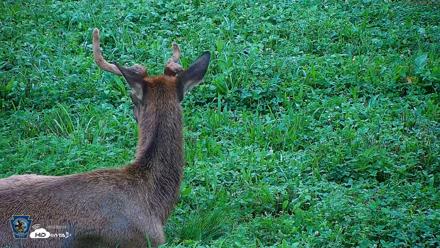 Pennsylvania Elk Live Webcam - Aug 6, 2026, 7:47am EDT