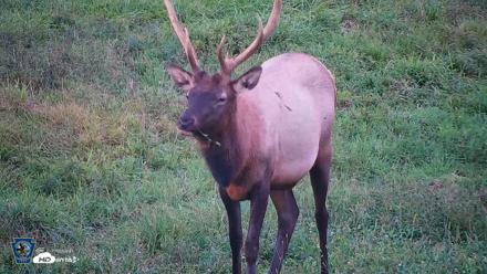 Pennsylvania Elk Live Webcam - Sep 8, 2026, 7:07pm EDT