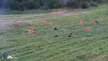 Pennsylvania Elk Live Webcam - Sep 8, 2026, 6:37pm EDT
