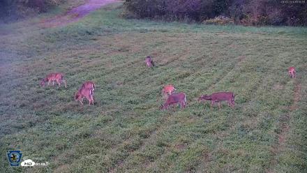 Pennsylvania Elk Live Webcam - Sep 8, 2026, 7:20pm EDT