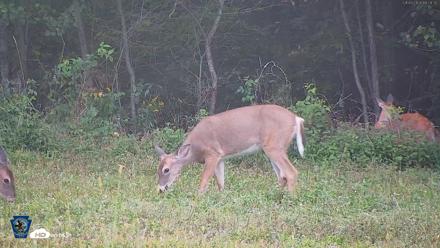 Pennsylvania Elk Live Webcam - Sep 8, 2026, 6:10pm EDT