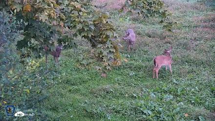 Pennsylvania Elk Live Webcam - Sep 30, 2026, 7:11am EDT