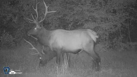Pennsylvania Elk Live Webcam - Aug 27, 2026, 8:27pm EDT