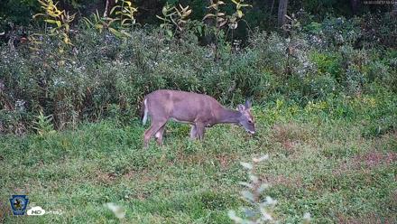 Pennsylvania Elk Live Webcam - Sep 30, 2026, 5:19pm EDT