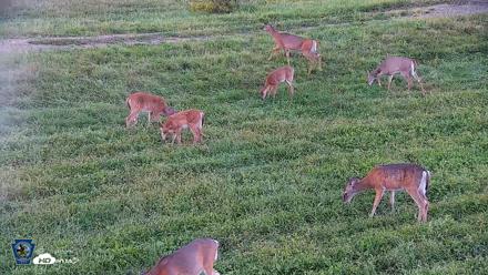 Pennsylvania Elk Live Webcam - Sep 6, 2026, 6:58pm EDT