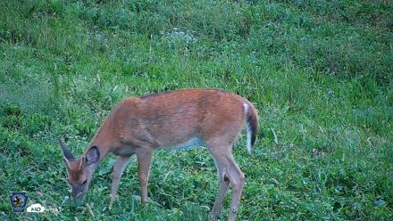 Pennsylvania Elk Live Webcam - Sep 5, 2026, 8:02am EDT