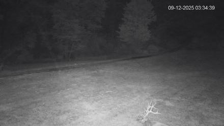 Pennsylvania Elk Live Webcam - Sep 12, 2025, 3:35am EDT
