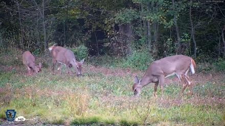 Pennsylvania Elk Live Webcam - Oct 1, 2026, 6:31pm EDT