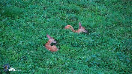 Pennsylvania Elk Live Webcam - Aug 7, 2026, 7:34pm EDT