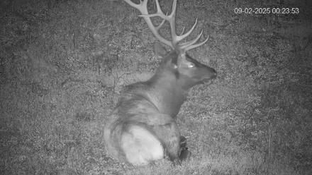 Pennsylvania Elk Live Webcam - Sep 2, 2025, 12:24am EDT