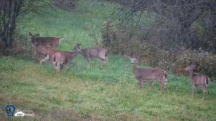 Pennsylvania Elk Live Webcam - Oct 1, 2026, 6:53pm EDT