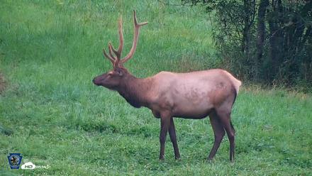 Pennsylvania Elk Live Webcam - Aug 10, 2026, 7:31pm EDT