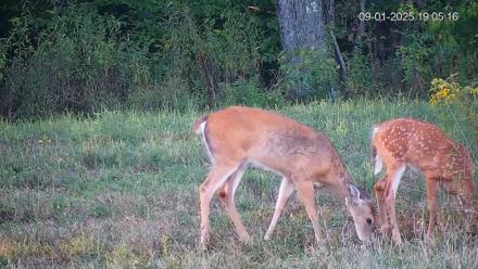 Pennsylvania Elk Live Webcam - Sep 1, 2025, 7:06pm EDT