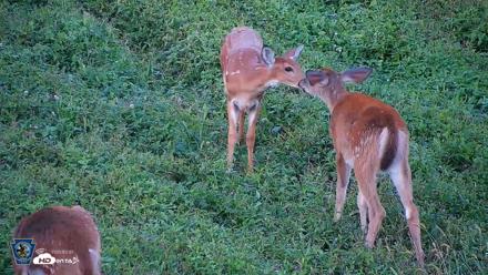 Pennsylvania Elk Live Webcam - Sep 5, 2026, 6:51pm EDT