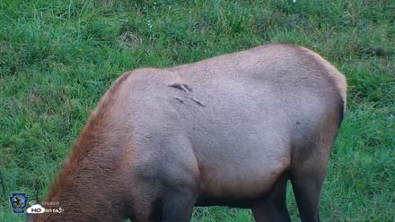 Pennsylvania Elk Live Webcam - Sep 8, 2026, 7:06pm EDT