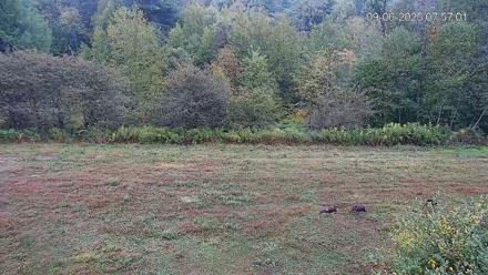 Pennsylvania Elk Live Webcam - Sep 6, 2025, 7:57am EDT