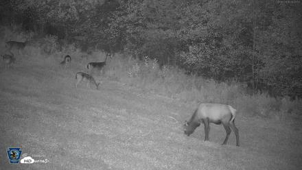Pennsylvania Elk Live Webcam - Sep 6, 2026, 8:05pm EDT