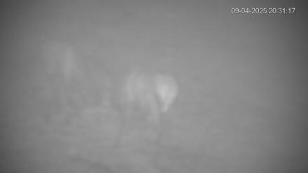 Pennsylvania Elk Live Webcam - Sep 4, 2025, 8:32pm EDT