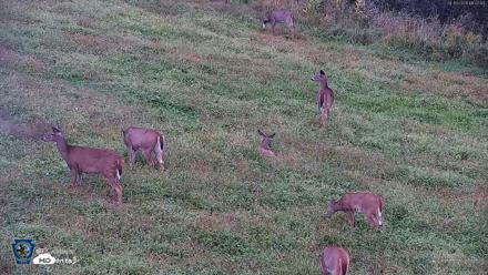 Pennsylvania Elk Live Webcam - Sep 30, 2026, 6:08pm EDT
