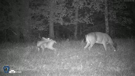 Pennsylvania Elk Live Webcam - Sep 29, 2026, 9:28pm EDT