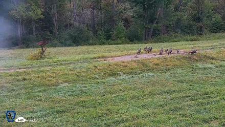 Pennsylvania Elk Live Webcam - Sep 9, 2026, 8:46am EDT