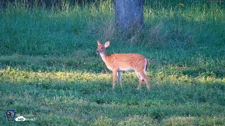Pennsylvania Elk Live Webcam - Sep 5, 2026, 6:29pm EDT