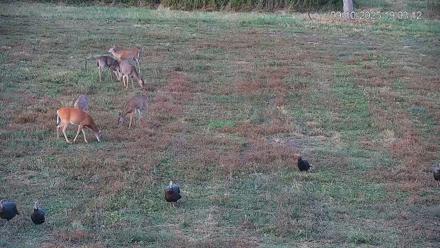 Pennsylvania Elk Live Webcam - Sep 10, 2025, 7:05pm EDT