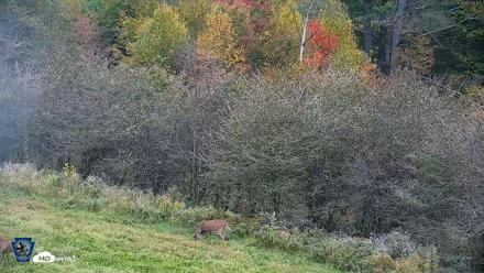 Pennsylvania Elk Live Webcam - Sep 29, 2026, 6:46pm EDT
