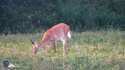 Pennsylvania Elk Live Webcam - Sep 7, 2026, 6:07pm EDT