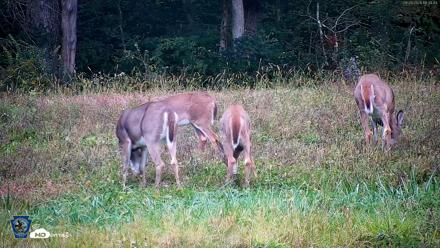 Pennsylvania Elk Live Webcam - Sep 28, 2026, 6:35pm EDT