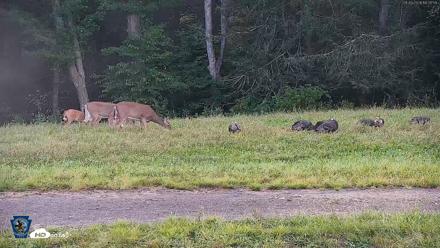 Pennsylvania Elk Live Webcam - Sep 9, 2026, 6:36pm EDT