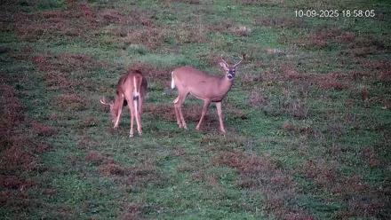 Pennsylvania Elk Live Webcam - Oct 9, 2025, 6:58pm EDT