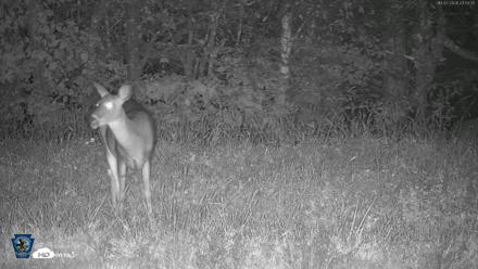 Pennsylvania Elk Live Webcam - Oct 2, 2026, 11:54pm EDT
