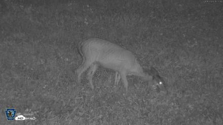 Pennsylvania Elk Live Webcam - Aug 13, 2026, 9:28pm EDT
