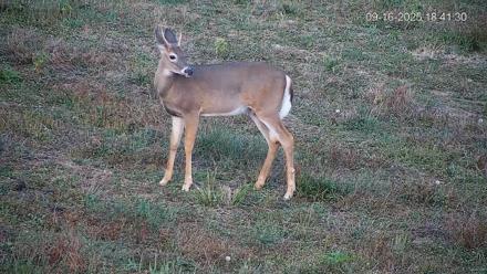 Pennsylvania Elk Live Webcam - Sep 16, 2025, 6:42pm EDT
